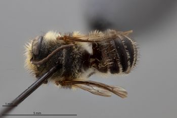 Media type: image;   Entomology 788854 Aspect: habitus dorsal view